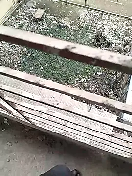 Snapshot of chittagong77 chatting on February 2026 09:52:01 AM chittagong77 online show from February 2026 09:52:01 AM