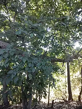 Rinku5553 online show from January 2025 08:18:02 AM