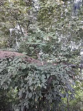 Rinku5553 online show from October 2025 02:13:01 AM