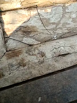 Snapshot of kummuduabbai chatting on March 2026 09:26:02 AM kummuduabbai online show from March 2026 09:26:02 AM