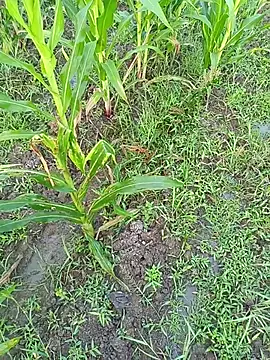 Snapshot of kummuduabbai chatting on March 2026 01:11:01 AM kummuduabbai online show from March 2026 01:11:01 AM