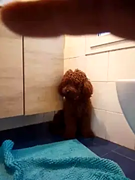 ValentinoRollstars online show from March 2026 04:43:01 PM