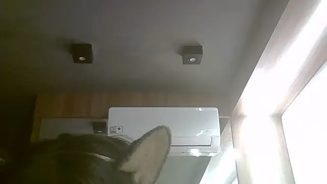 Skinny-Kitten online show from June 2026 03:46:01 PM