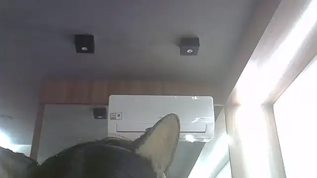 Snapshot of Skinny-Kitten chatting on June 2026 11:31:02 PM Skinny-Kitten online show from June 2026 11:31:02 PM