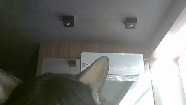 Snapshot of Skinny-Kitten chatting on July 2026 05:37:02 PM Skinny-Kitten online show from July 2026 05:37:02 PM