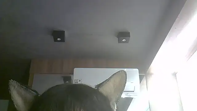 Snapshot of Skinny-Kitten chatting on July 2026 09:35:01 AM Skinny-Kitten online show from July 2026 09:35:01 AM