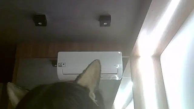 Snapshot of Skinny-Kitten chatting on July 2026 11:45:01 AM Skinny-Kitten online show from July 2026 11:45:01 AM