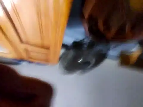 Snapshot of Daza67 chatting on April 2026 06:21:01 AM Daza67 online show from April 2026 06:21:01 AM